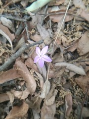 Pseuderanthemum praecox