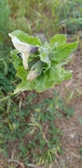 Hyoscyamus niger