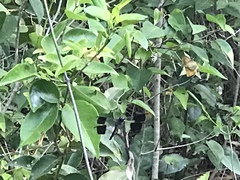 Erythrodiplax umbrata