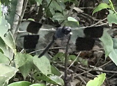 Erythrodiplax umbrata