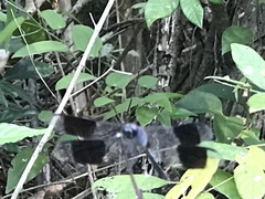 Erythrodiplax umbrata