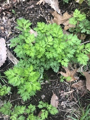 Petroselinum crispum