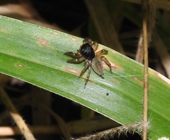 Kalcerrytus