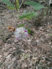 Vernonia alamanii