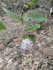 Vernonia alamanii
