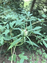 Paeonia × suffruticosa