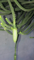 Araucaria heterophylla