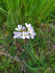 Cardamine pratensis