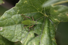 Platylyra californica