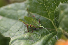 Platylyra californica