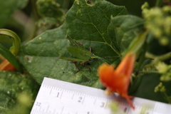 Platylyra californica