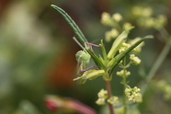 Platylyra californica