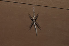 Argiope reinwardti