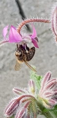 Apis mellifera