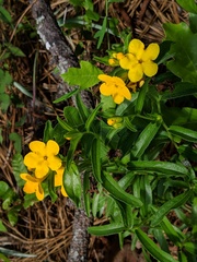Lithospermum caroliniense