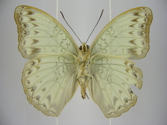Cymothoe caenis