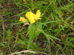 Oenothera serrulata