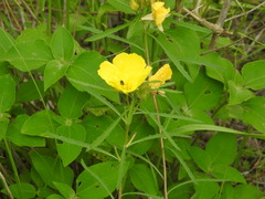 Oenothera serrulata