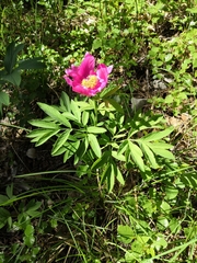 Paeonia officinalis