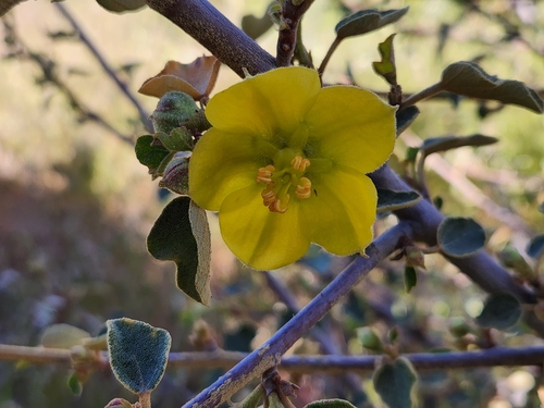 Fremontodendron californicum