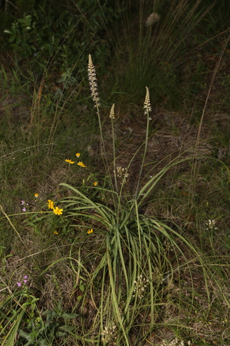Image of Schoenocaulon texanum by (c) Reid Hardin, some rights reserved (CC BY)