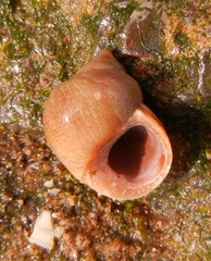 Littorina littorea