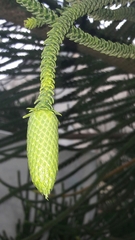 Araucaria heterophylla