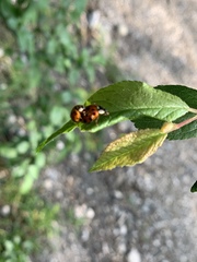 Harmonia axyridis