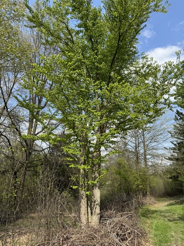 Cercidiphyllum japonicum