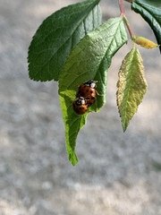 Harmonia axyridis