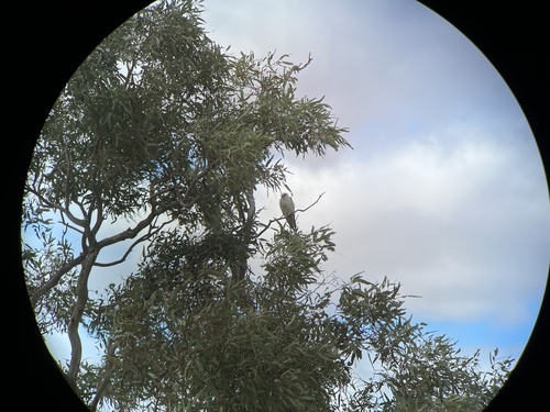 Letter-winged Kite (Elanus scriptus), photo 4