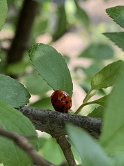 Harmonia axyridis