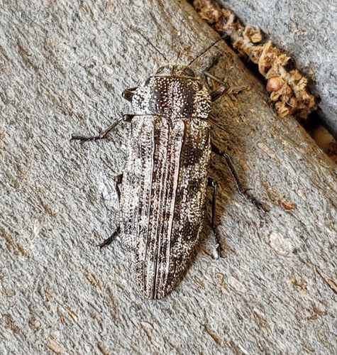 Polycesta elata LeConte, 1858