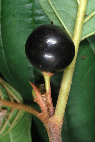 glossy buckthorn (Frangula alnus)