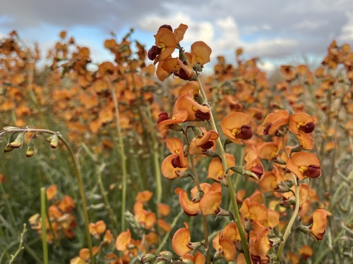 Orange Darling Pea (Swainsona stipularis)