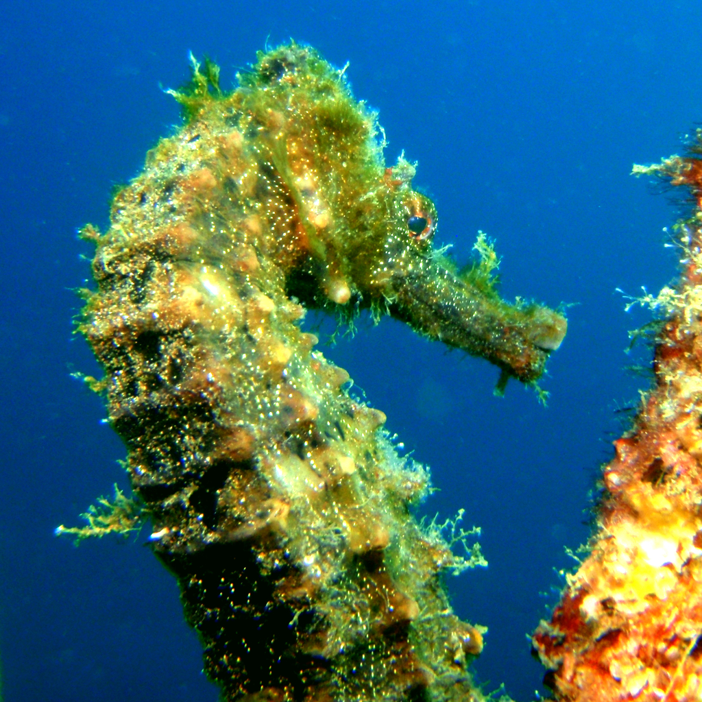 Great Seahorse (Seahorses of the World) · iNaturalist