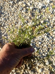 Lepidium austrinum