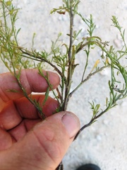 Lepidium austrinum