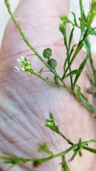 Lepidium austrinum