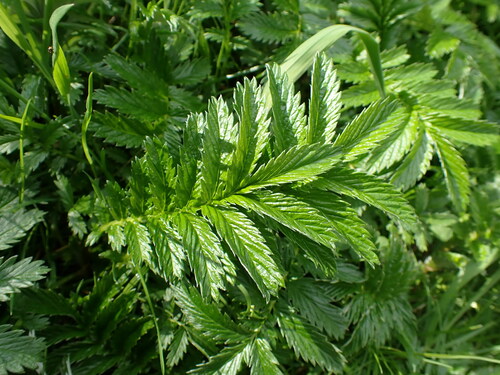 Pacific silverweed (Argentina pacifica)