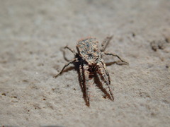 Caeculidae