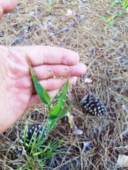 Dichanthelium ravenelii