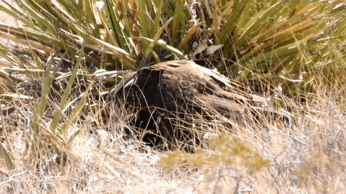 Golden Eagle photographed in Texas