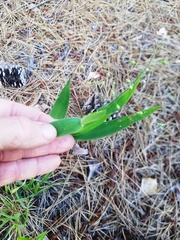 Dichanthelium ravenelii