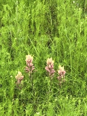 Castilleja purpurea