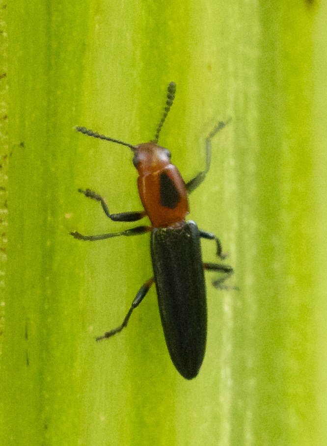 Languria discoidea