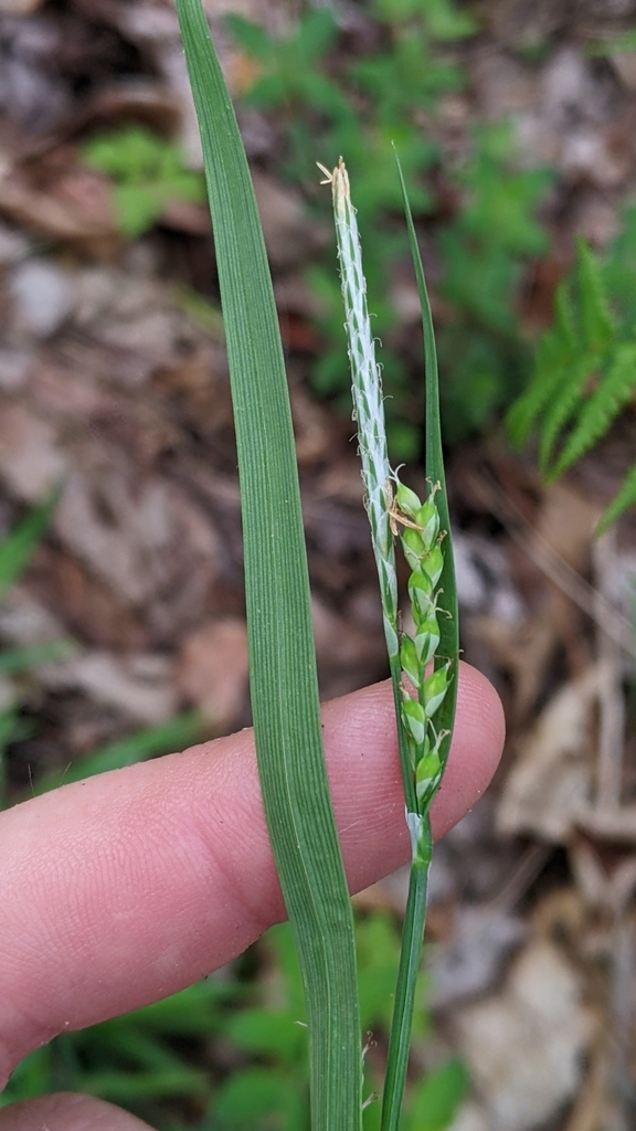 broad-leaved sedge in April 2024 by Claire Ciafré. glaucodea or ...