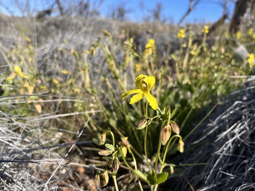 Toothed Velleia (Goodenia arguta)