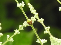 Araneus viridiventris