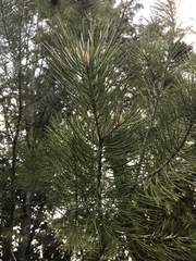 Pinus bungeana